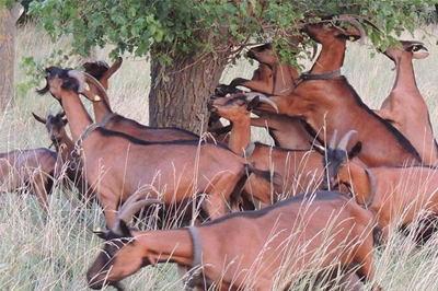 Meckoec Organic Goat Farm